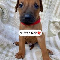 Cuccioli di Rhodesian Ridgeback