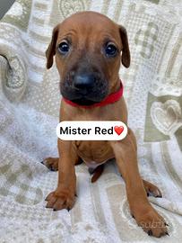Cuccioli di Rhodesian Ridgeback