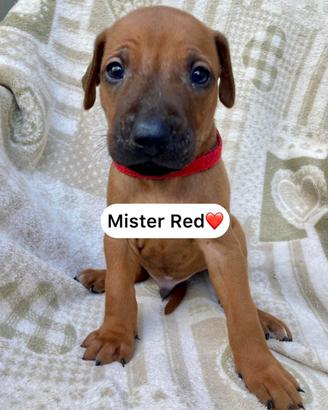 Cuccioli di Rhodesian Ridgeback