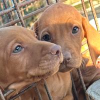 CUCCIOLI BRACCO UNGHERESE /VIZSLA pedigree expo