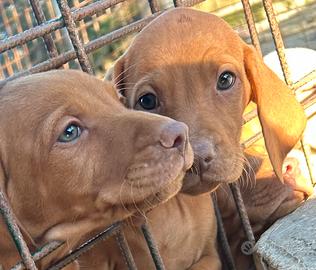 CUCCIOLI BRACCO UNGHERESE /VIZSLA pedigree expo