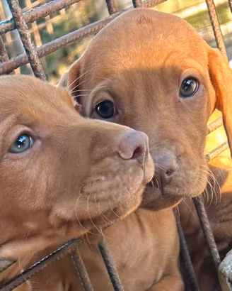 CUCCIOLI BRACCO UNGHERESE /VIZSLA pedigree expo