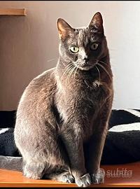 Gatta di razza