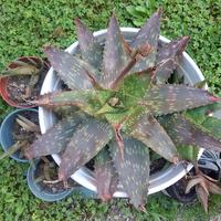 aloe vera saponaro figli