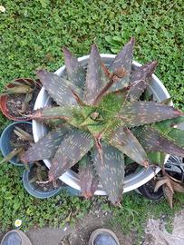 aloe vera saponaro figli