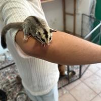 Baby petauro dello zucchero