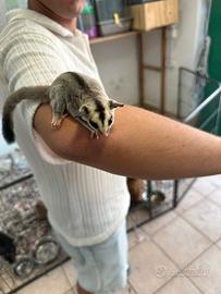 Baby petauro dello zucchero