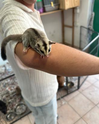 Baby petauro dello zucchero