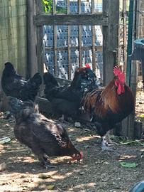 Galline marans oliver egger anatroccoli ciuffate