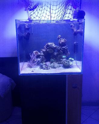 acquario marino