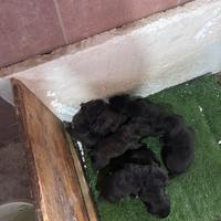 Cuccioli di cane corso