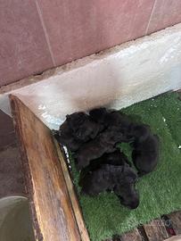 Cuccioli di cane corso