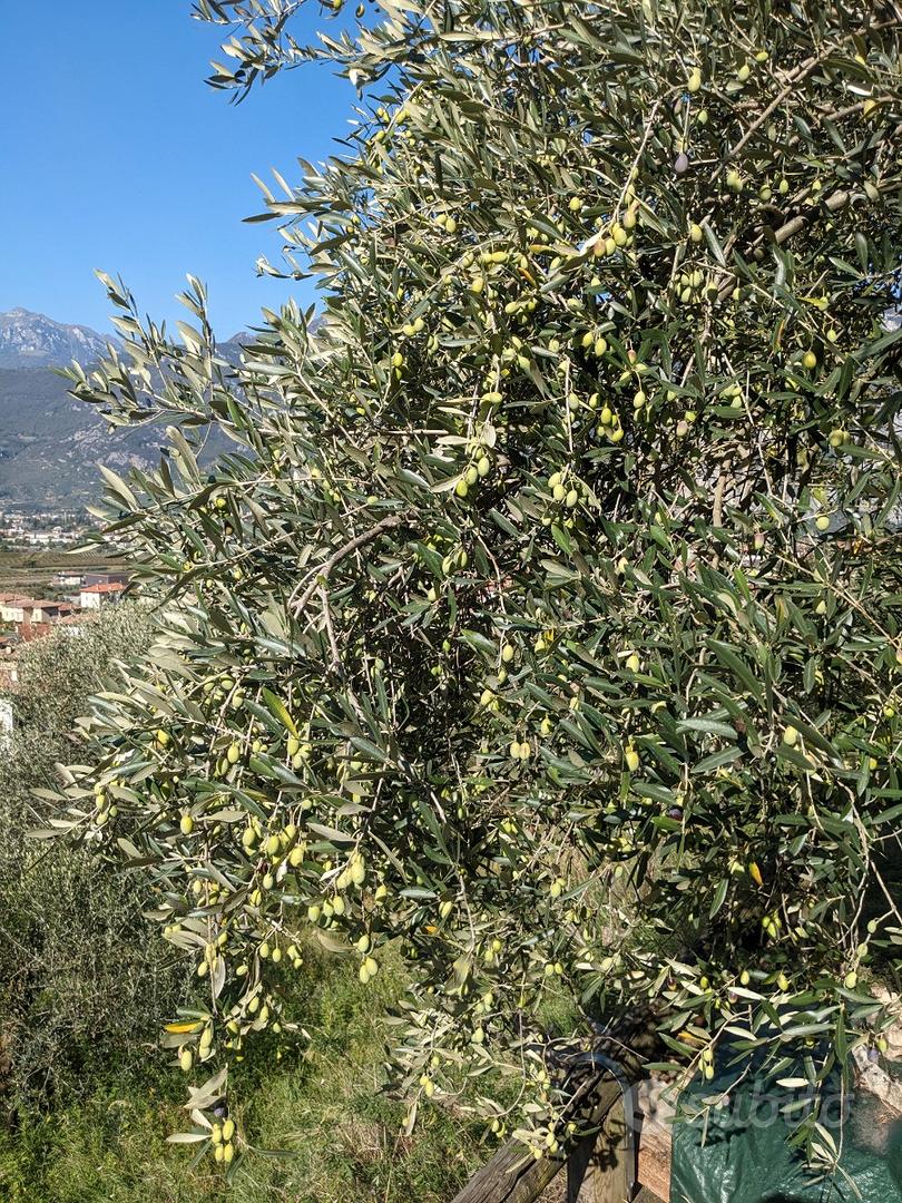 Uliveto con orto e vista panoramica - Bolognano - Vista 2