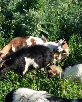Caprette tibetane