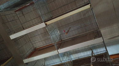 Batterie gabbie uccelli usate