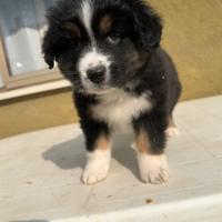Cucciolo Pastore Australiano