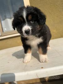 Cucciolo Pastore Australiano