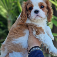 Cavalier king con pedigree Enci