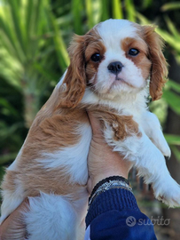 Cavalier king con pedigree Enci