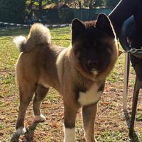 Akita Americano maschio per accoppiamento