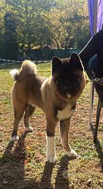Akita Americano maschio per accoppiamento
