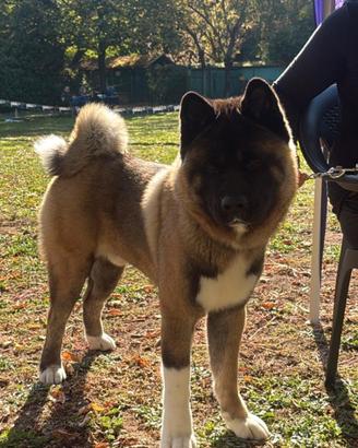 Akita Americano maschio per accoppiamento