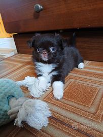 Chihuahua cioccolato