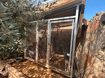 Box cane zincato