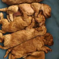 Cucciolata casalinga