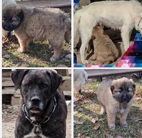 Cucciolo corso x abruzzese -mezzo corso