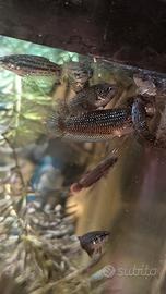 Betta imbellis maschio e femmine
