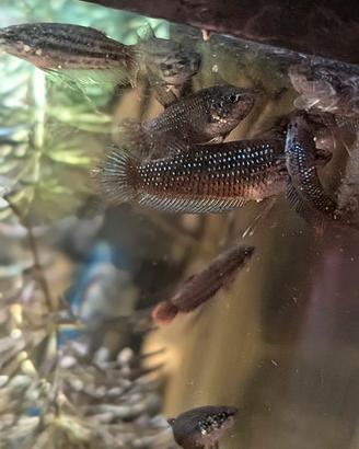 Betta imbellis maschio e femmine