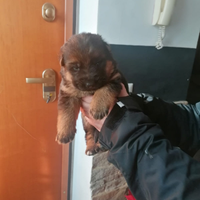Disponibili cuccioli di Pastore Tedesco