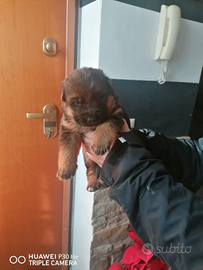Disponibili cuccioli di Pastore Tedesco