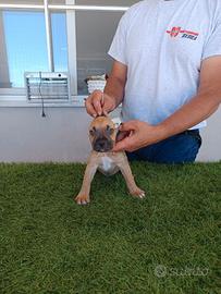 American Pitbull terrier ukc