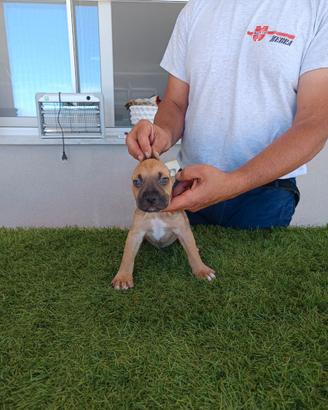 American Pitbull terrier ukc