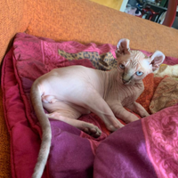 Vendo gatto Sphynx