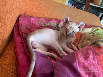 Vendo gatto Sphynx