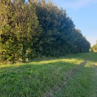 alberi vari da giardino parco di vario tipo