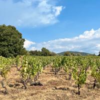 Vigna Zona Mandrolisai