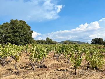 Vigna Zona Mandrolisai