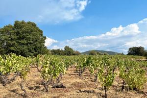 Vigna Zona Mandrolisai