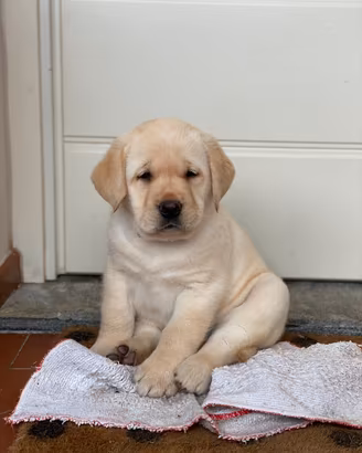 Cuccioli Labrador biondi con pedigree