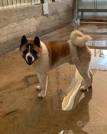 Akita americano maschio