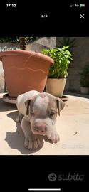 Cuccioli di Amstaff