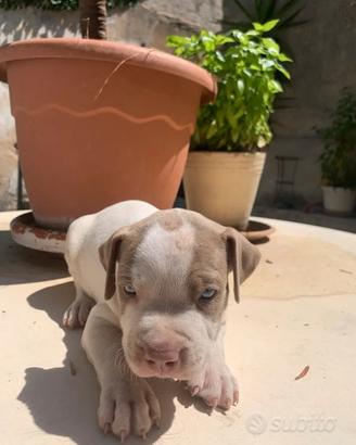 Cuccioli di Amstaff