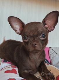 Mini Chihuahua toy