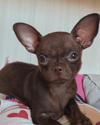 Mini Chihuahua toy