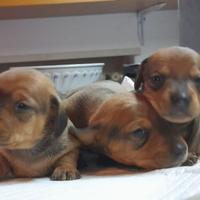 Bassotti kaninchen maschio e femmina