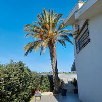 Palma alta 8 metri